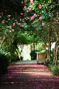Ngắm con đường hoa tường vi đẹp mong manh trong những ngày rực rỡ