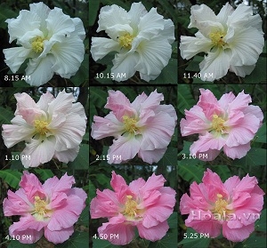 Hoa Phù dung - Bạn có biết chúng có thể đổi màu theo thời điểm trong ngày?