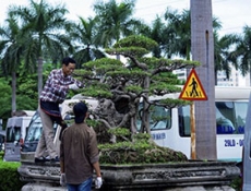 Nghệ nhân Đào Mạnh Hùng chăm sóc cây sanh thế Phiêu Du tại bảo tàng Hà Nội
