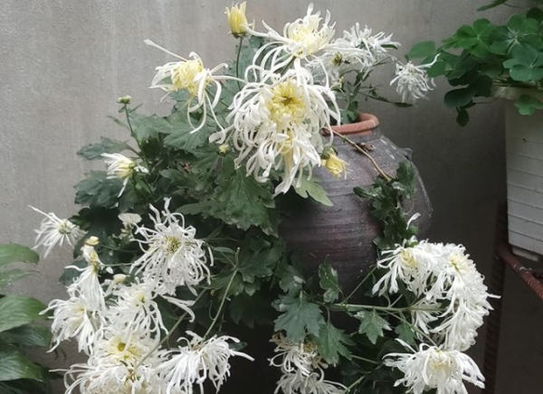 Hoa cúc bạch lệ mi - Loài hoa cúc cổ 