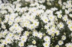 Vẻ đẹp của hoa cúc dại – biểu trưng của những người con gái thủy chung