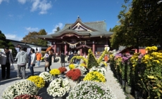 Ấn tượng với triển lãm Hoa cúc lâu đời nhất Nhật Bản