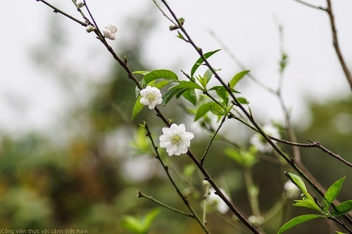 Cây Bạch đào - Hoa đào trắng (Flos salicina)