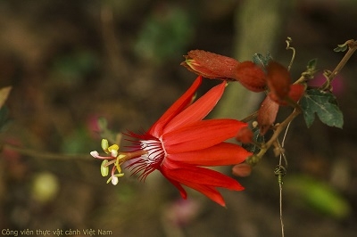 Cây hoa leo lạc tiên đỏ (Passiflora coccinea)