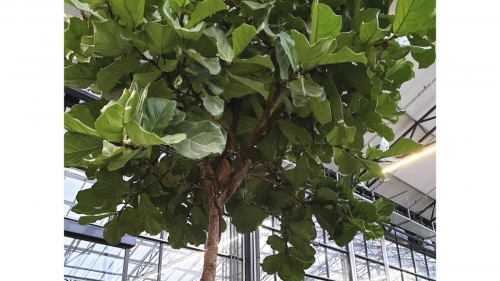 7 điểm độc đáo và tính ứng dụng đặc trưng của cây sung phát tài (Ficus Lyata)