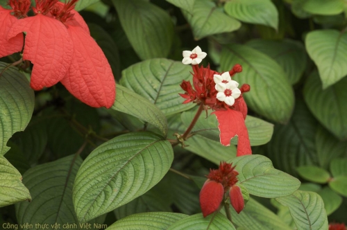 Cây hoa bướm đỏ (Mussaenda philippica)