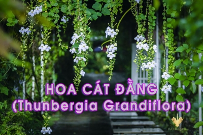 Lãng mạn giàn hoa leo Cát Đằng buông rủ tại Công viên thực vật cảnh Việt Nam