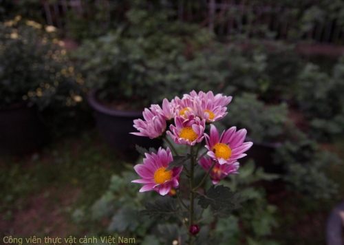 Bộ sưu tập hoa cúc - Cúc hồng ngọc (chrysanthemum shevanti pink)