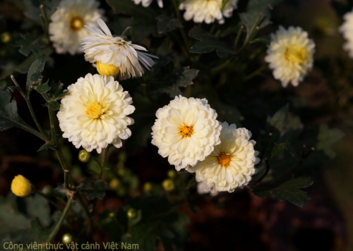 Bộ sưu tập hoa cúc - Cúc bông tuyết (gigi snow chrysanthemum