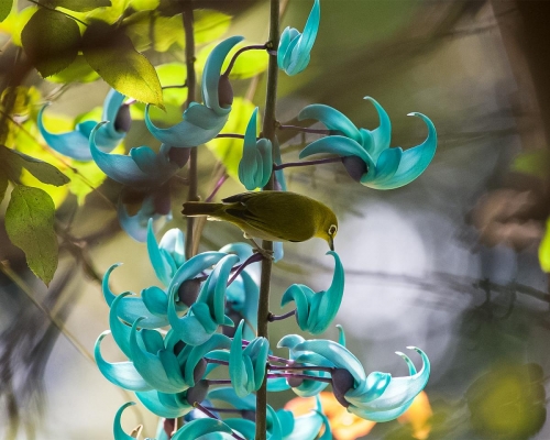 Bộ ảnh tuyệt đẹp về những chú chim bên chùm hoa móng cọp xanh.