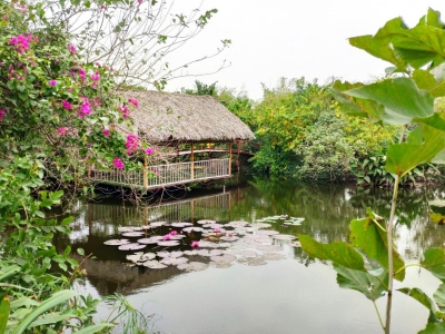 Nghỉ ngơi, thư giãn với nhà chòi giữa đầm sen, súng tại Công viên thực vật cảnh Việt Nam