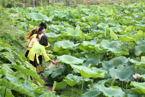 Hòa mình vào đầm Sen Công viên thực vật cảnh Việt Nam