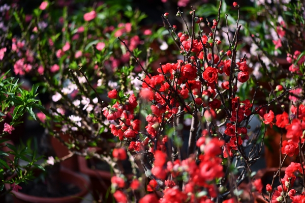 Hoa Tết màu đỏ - Những loài hoa mang đến tài lộc cho gia đình bạn