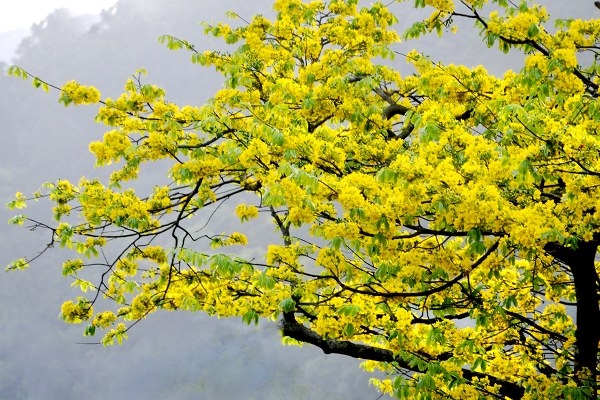 Mai vàng Yên Tử là một trong những vật phẩm tuyệt đẹp nhất trong văn hóa dân gian của Việt Nam. Nếu bạn muốn thấy bức ảnh đẹp nhất về loại hoa này, hãy xem qua ảnh liên quan và choáng ngợp vì cảnh vật tuyệt đẹp.