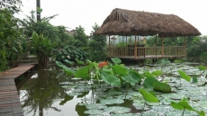 Sắp có Sen tại Công viên thực vật cảnh Việt Nam, báo hiệu hè về