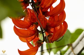 Hoa Ngọc bích đỏ (Red Jade Vine)