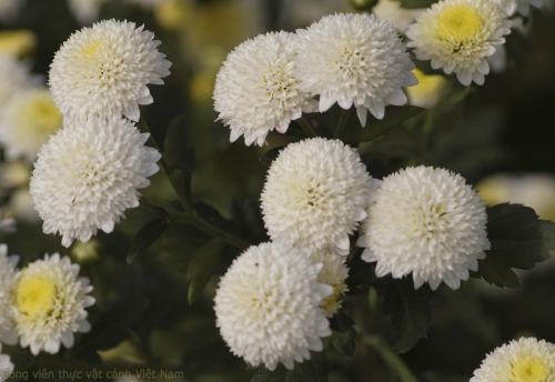 Hoa cúc cổ - Cúc chi trắng (Cúc rượu)