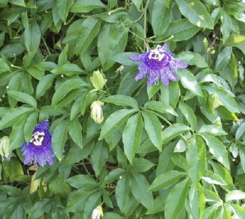 Cây chanh leo (Passiflora Incarnata)