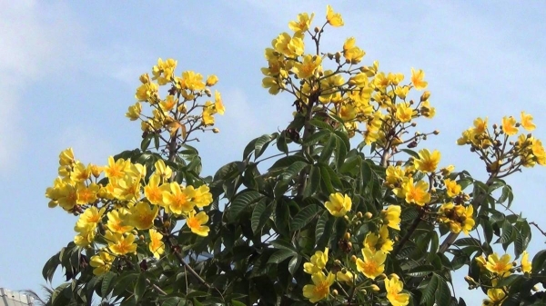 Cây mai hà lan - Mai hoa đăng (Cochlospermum religiosum)