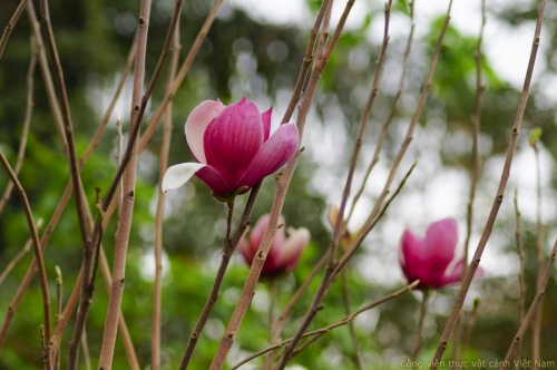 Cây hoa mộc lan (Magnolia soulangeana)
