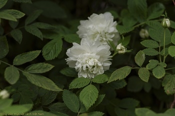 Cây hồng tầm xuân bắc (Rosa tunquinensis)