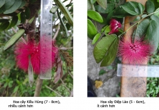 Cây Kiều Hùng và Cây Điệp Lào - Phân biệt sự khác nhau giữa hai loài cây này