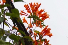 Cây hoa leo Chùm Ớt (Bignonia floribunda Hort)