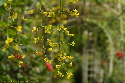 Cây hoa leo Lan Hoàng Dương (Petraeovitex bambusetorum)