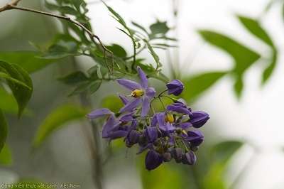 Cây tiêu nương – Solanum seaforthianum