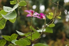 Cây hoa móng bò tím (Bauhinia purpurea)