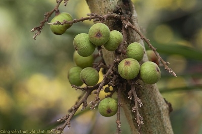 Cây sung – quả sung (Ficus racemosa)
