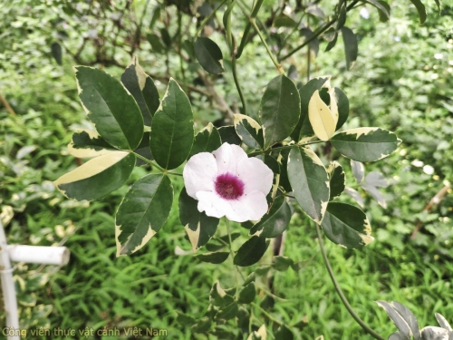 Cây nguyệt quế leo (pandorea jasminoides variegata)