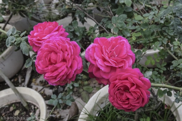 Hoa hồng Huyền Bích (ME Isaac Pereire Rose)
