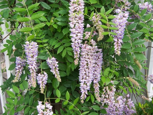 Cây hoa tử đằng (wisteria sinensis)