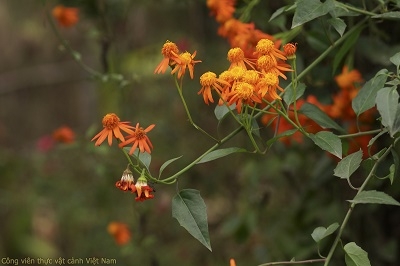 Hoa cúc leo (Pseudogynoxys chenopodioides)