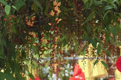Cây hoa leo móng cọp vàng (Thunbergia mysorensis)