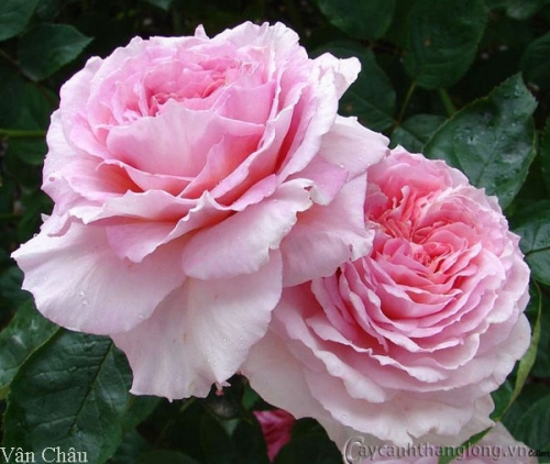 Hoa hồng Vân Châu (Jame Galway Rose)