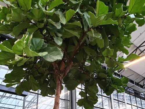 Cây sung phát tài (Ficus Lyata) – Loài cây trang trí cảnh quan giá trị