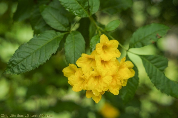 Cây hoa Huỳnh liên (Tecoma stans)