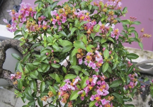 Cây hồng ngọc mai (Malpighia glabra)