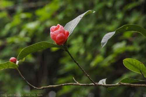 Cây hoa hải đường (Camellia amplexicaulis)