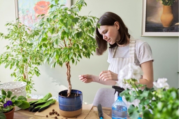 4 điều kiện tối quan trọng ảnh hưởng đến sự sinh trưởng và phát triển của cây nội thất bóng râm