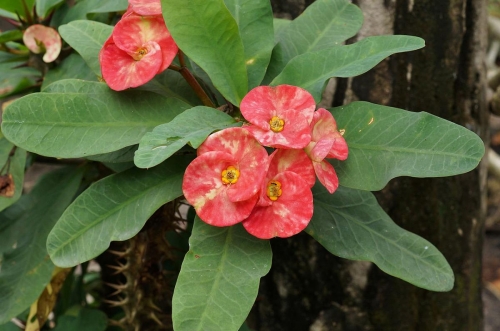 Xương rồng bát tiên (Euphorbia milii)