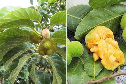 Cây chay (Artocarpus tonkinensis)