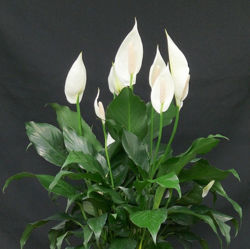 Cây lan ý (Spathiphyllum Wallisii)