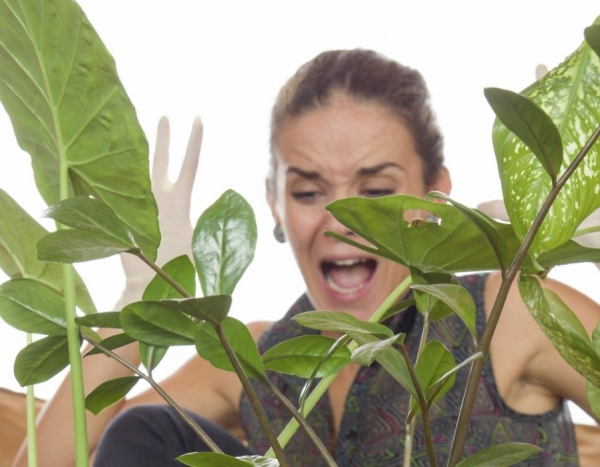 5 nguyên nhân khiến cây nội thất bóng râm bị sâu bệnh hoặc không khỏe mạnh