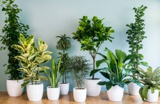 Tác dụng của các loại cây nội thất văn phòng – Vì sao nên trồng cây xanh trong nhà?
