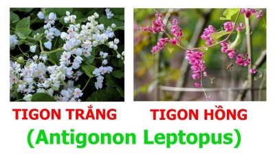 Hoa Tigon Trắng (Antigonon leptopus 'Alba') và hoa Tigon Hồng (Antigonon leptopus)