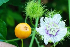 Cây lạc tiên hoa tím (hoàng liên tím - Passiflora foetida)