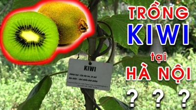 Có nên trồng cây Kiwi tại Hà Nội? - Công viên thực vật cảnh Việt Nam